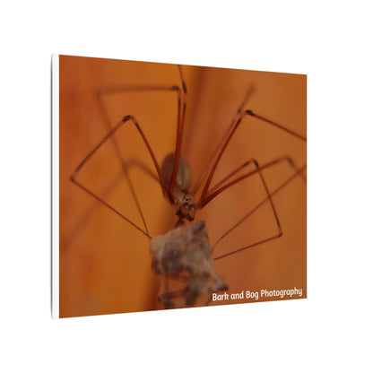 Long-Bodied Cellar Spider Macro Canvas