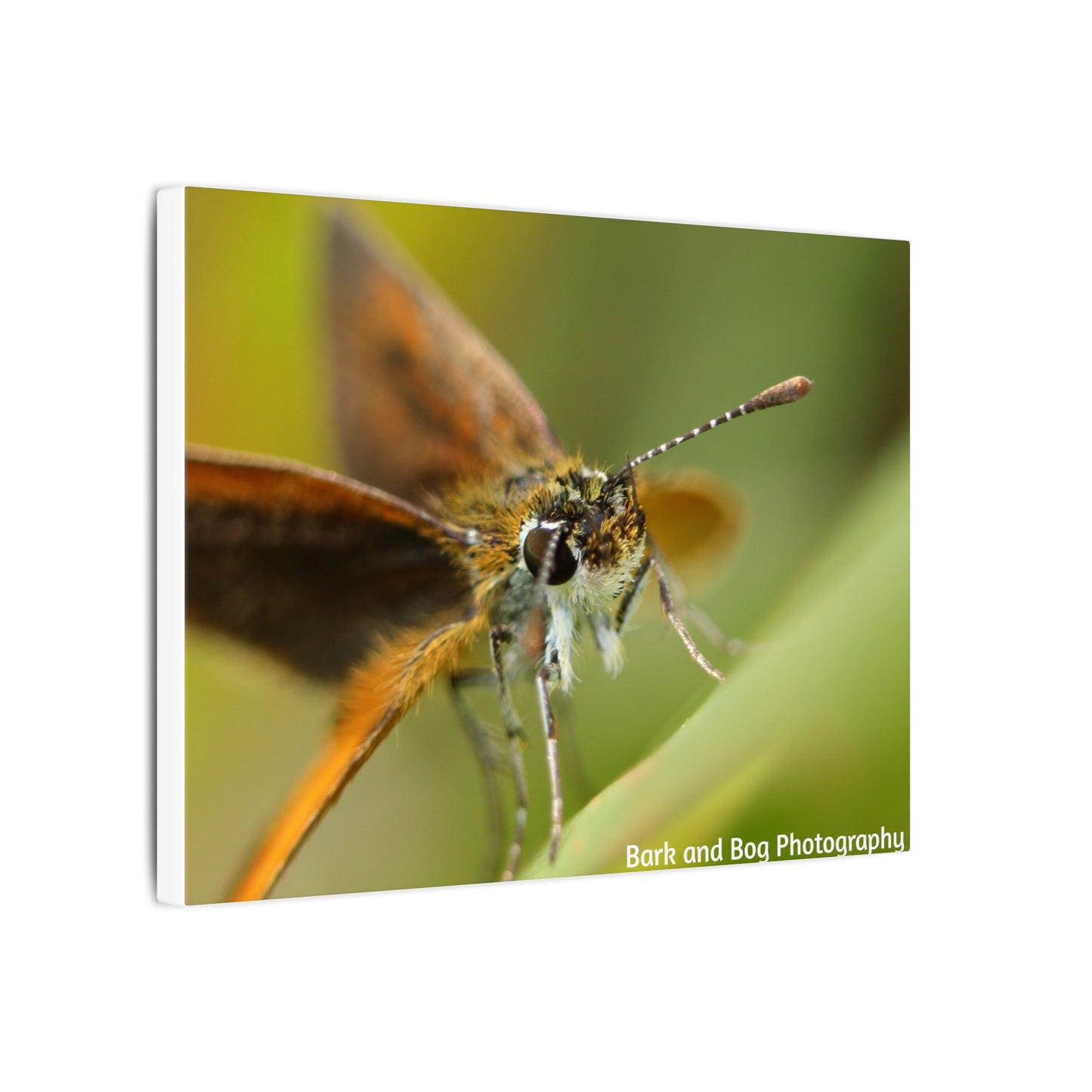 Butterfly Canvas Art, Nature Wall Decor, Insect Home Decoration, Unique Gift, Floral Room Accent