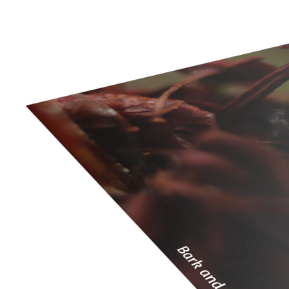 Jumping Spider Postcard Bundle | Envelopes Included