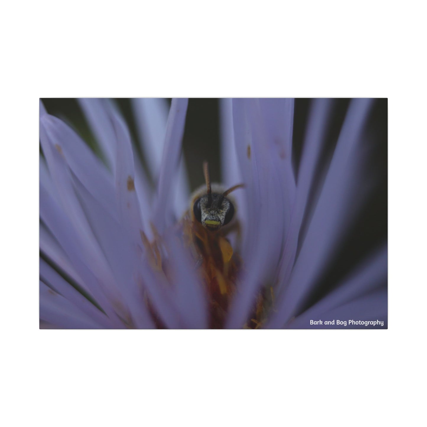 Bee in Purple Flower Canvas | Matte Stretched Wall Art