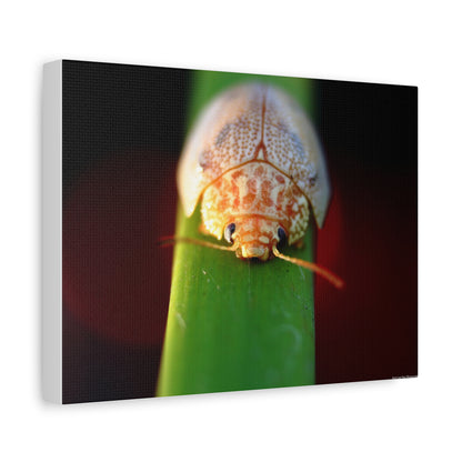 Bug Macro Canvas Print — Close-Up Beetle Photography Wall Art