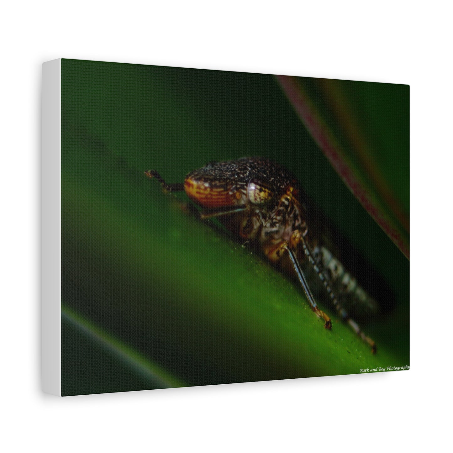 Leaf Hopper Macro Canvas Print — Insect Photography Wall Art