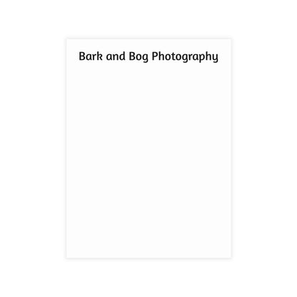 Jumping Spider Postcard Bundle | Envelopes Included