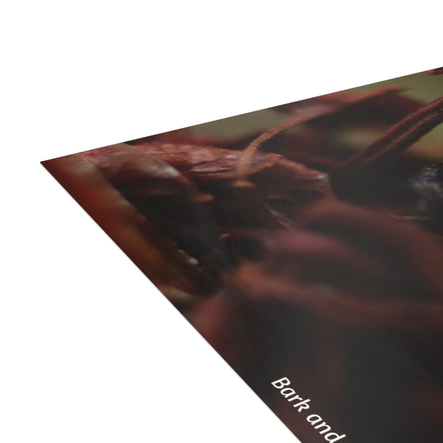 Jumping Spider Postcard Bundle | Envelopes Included