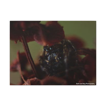 Close-Up Jumping Spider Photography Canvas