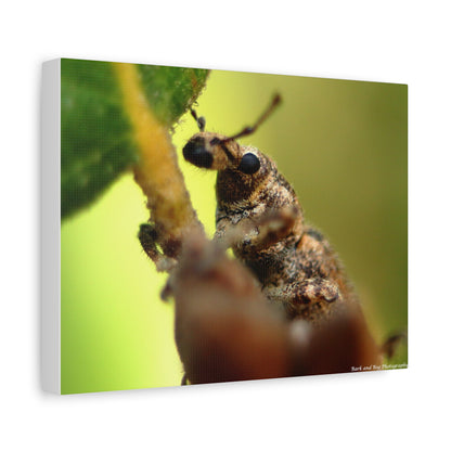 Macro Weevil Canvas Print — Close-Up Insect Wall Art