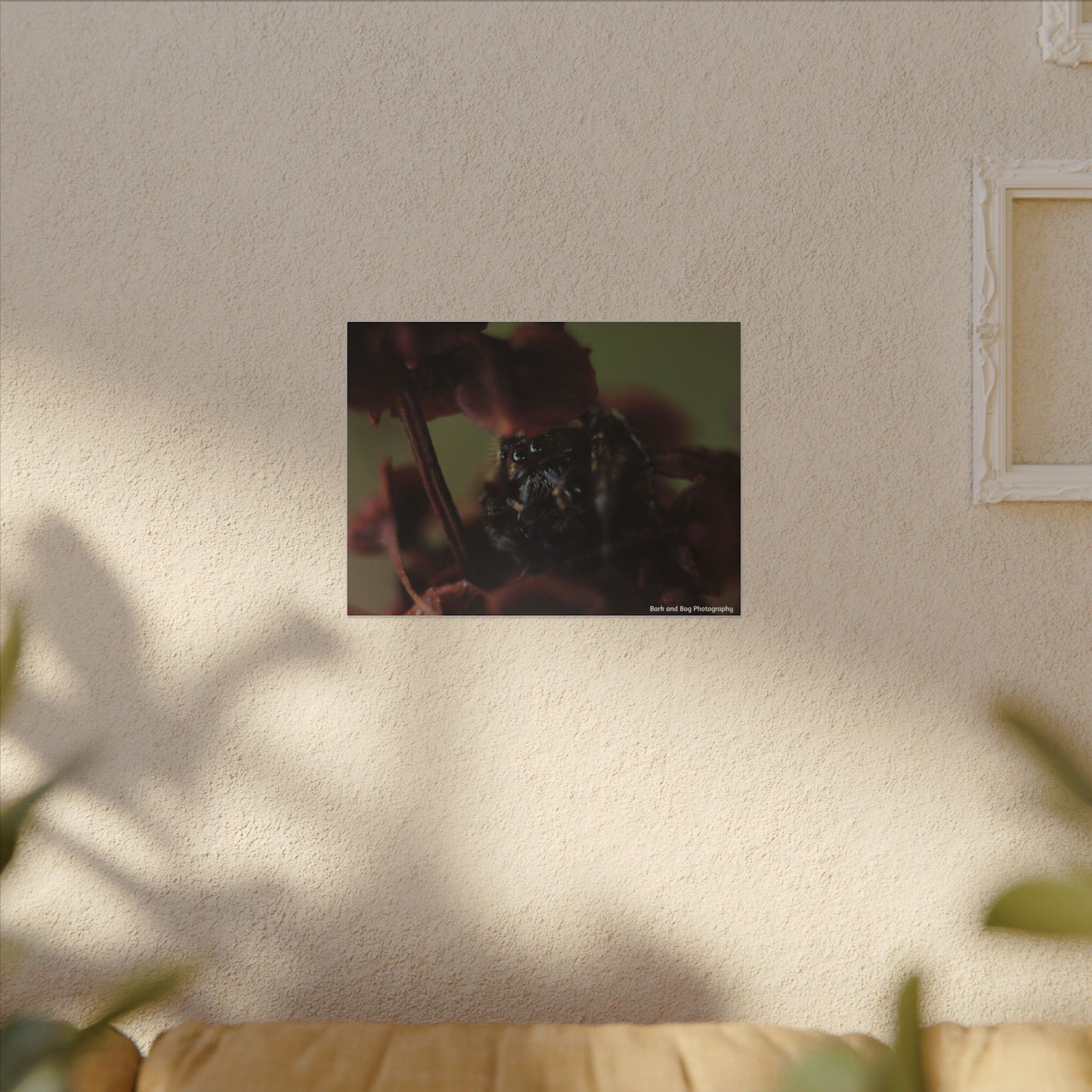 Close-Up Jumping Spider Photography Canvas