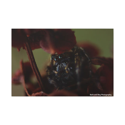 Close-Up Jumping Spider Photography Canvas