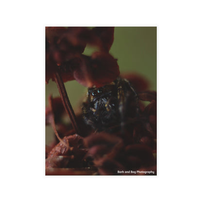 Jumping Spider Postcard Bundle | Envelopes Included