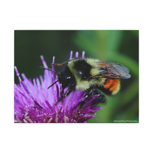 Canvas Print, tri-colored bumblebee nature macro photograph, Wall Art Decor, Home Decor, Nature Lover Gift, Gallery Wrapped Canvas,