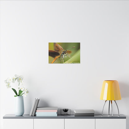Butterfly Canvas Art, Nature Wall Decor, Insect Home Decoration, Unique Gift, Floral Room Accent