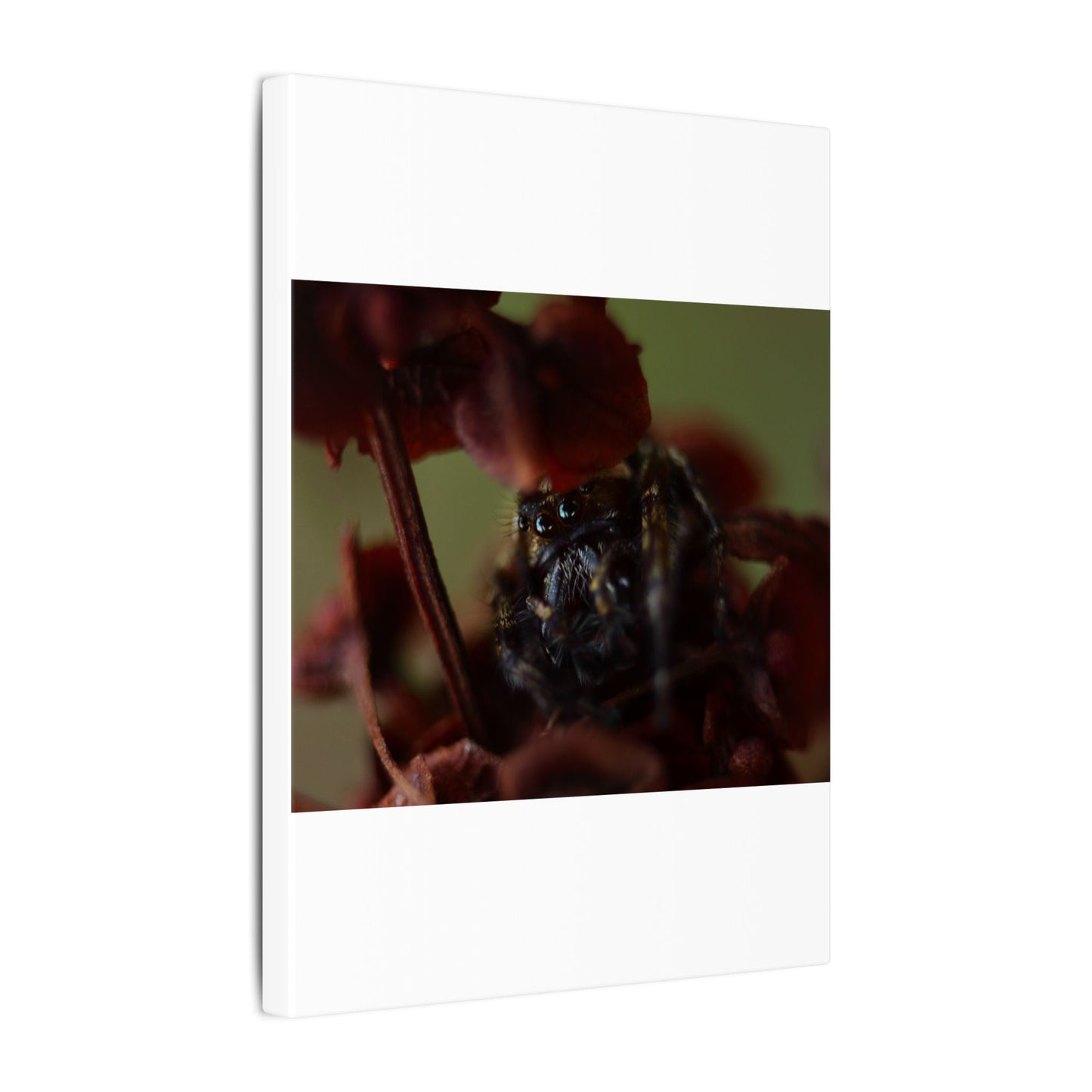 Close-Up Jumping Spider Photography Canvas