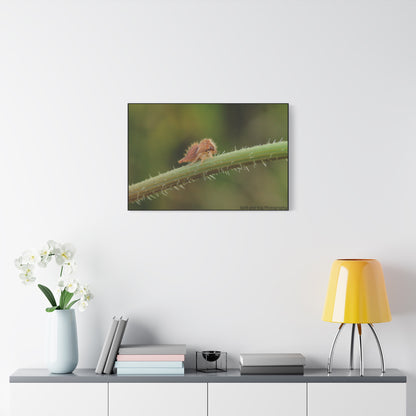 Canvas Print, Buffalo Treehopper Nymph, Matte Wall Art, Stretched Canvas, Nature Print, Wildlife Decor