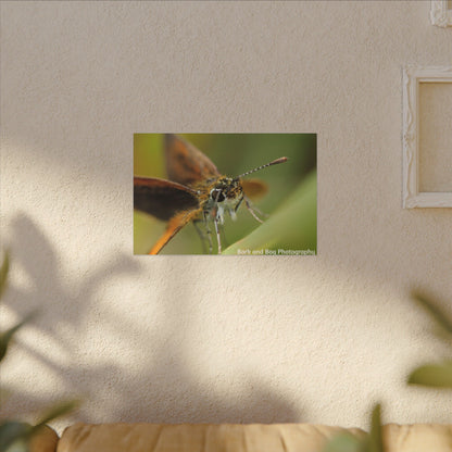 Butterfly Canvas Art, Nature Wall Decor, Insect Home Decoration, Unique Gift, Floral Room Accent