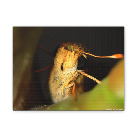 Moth Macro Matte Canvas Print — Golden Close-Up Wall Art