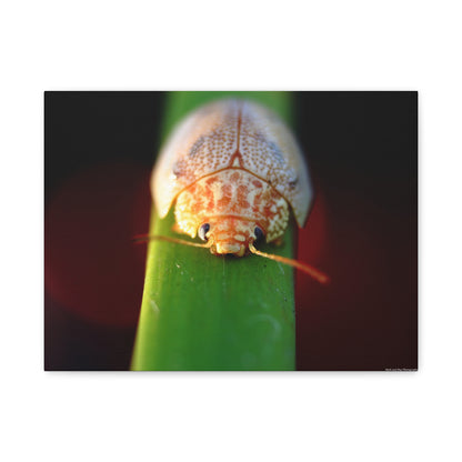 Bug Macro Canvas Print — Close-Up Beetle Photography Wall Art