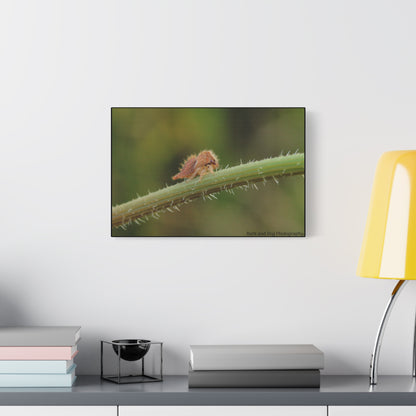 Canvas Print, Buffalo Treehopper Nymph, Matte Wall Art, Stretched Canvas, Nature Print, Wildlife Decor