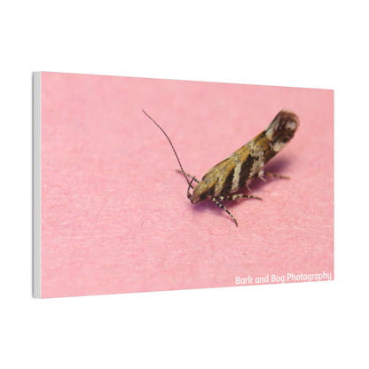 Insect Wall Art, Canvas Print, Unique Home Decor, Nature Lover Gift, Minimalist Artwork, Bug Photography