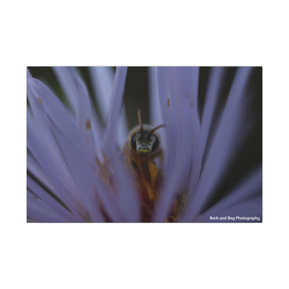 Bee in Purple Flower Canvas | Matte Stretched Wall Art