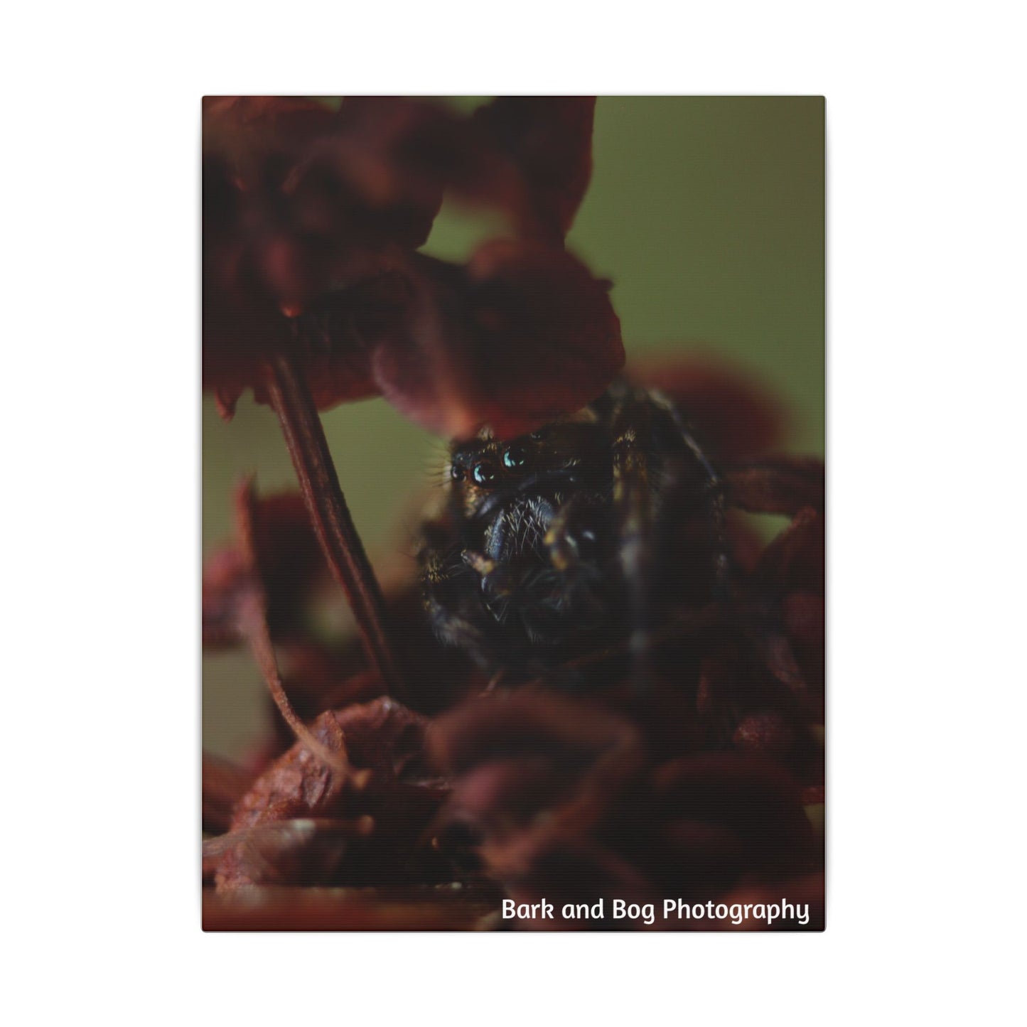 Macro Jumping Spider on Red Flowers Canvas | Matte Stretched Wall Art VERTICAL