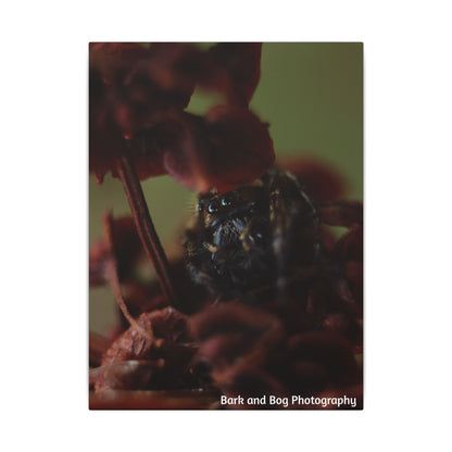 Macro Jumping Spider on Red Flowers Canvas | Matte Stretched Wall Art VERTICAL