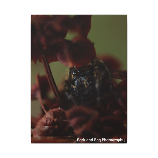 Macro Jumping Spider on Red Flowers Canvas | Matte Stretched Wall Art VERTICAL