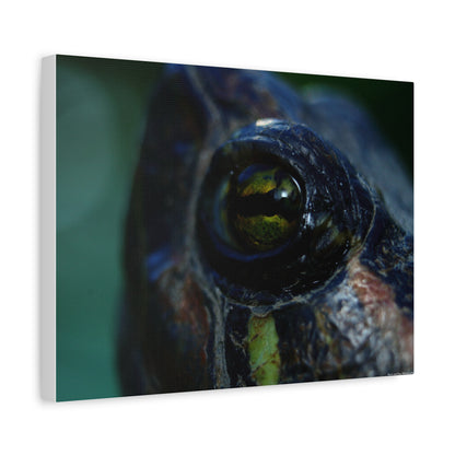 Turtle Eye Macro Matte Canvas Print — Close-Up Wall Art