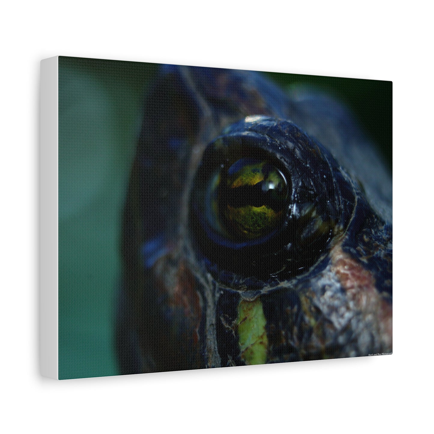 Turtle Eye Macro Matte Canvas Print — Close-Up Wall Art