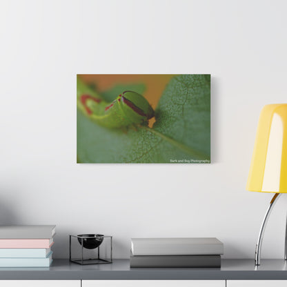 Canvas Print, Saddled Prominent Moth Caterpillar Macro Photograph, Wall Art, Nature Home Decor, Insect Lover Gift, Botanical Artwork,
