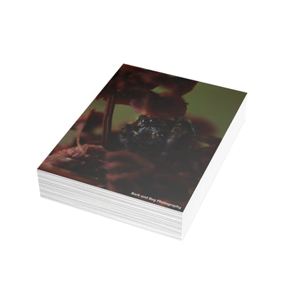 Jumping Spider Postcard Bundle | Envelopes Included