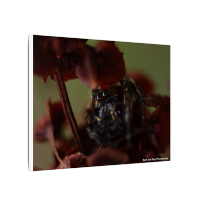 Close-Up Jumping Spider Photography Canvas