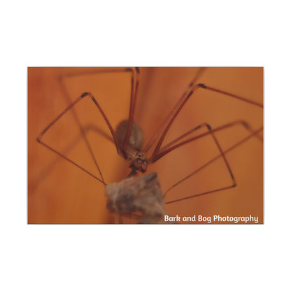 Long-Bodied Cellar Spider Macro Canvas