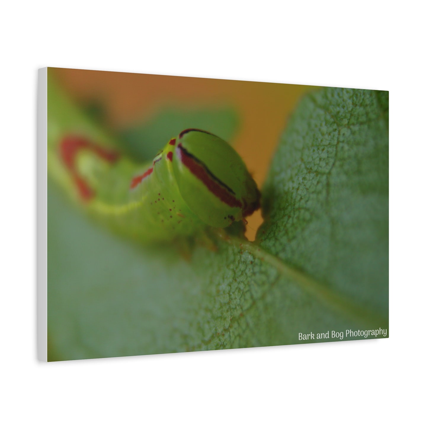 Canvas Print, Saddled Prominent Moth Caterpillar Macro Photograph, Wall Art, Nature Home Decor, Insect Lover Gift, Botanical Artwork,