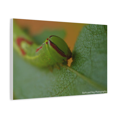 Canvas Print, Saddled Prominent Moth Caterpillar Macro Photograph, Wall Art, Nature Home Decor, Insect Lover Gift, Botanical Artwork,
