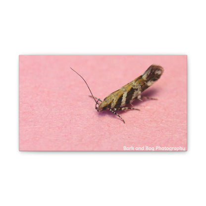 Insect Wall Art, Canvas Print, Unique Home Decor, Nature Lover Gift, Minimalist Artwork, Bug Photography