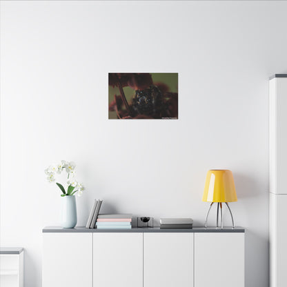 Close-Up Jumping Spider Photography Canvas