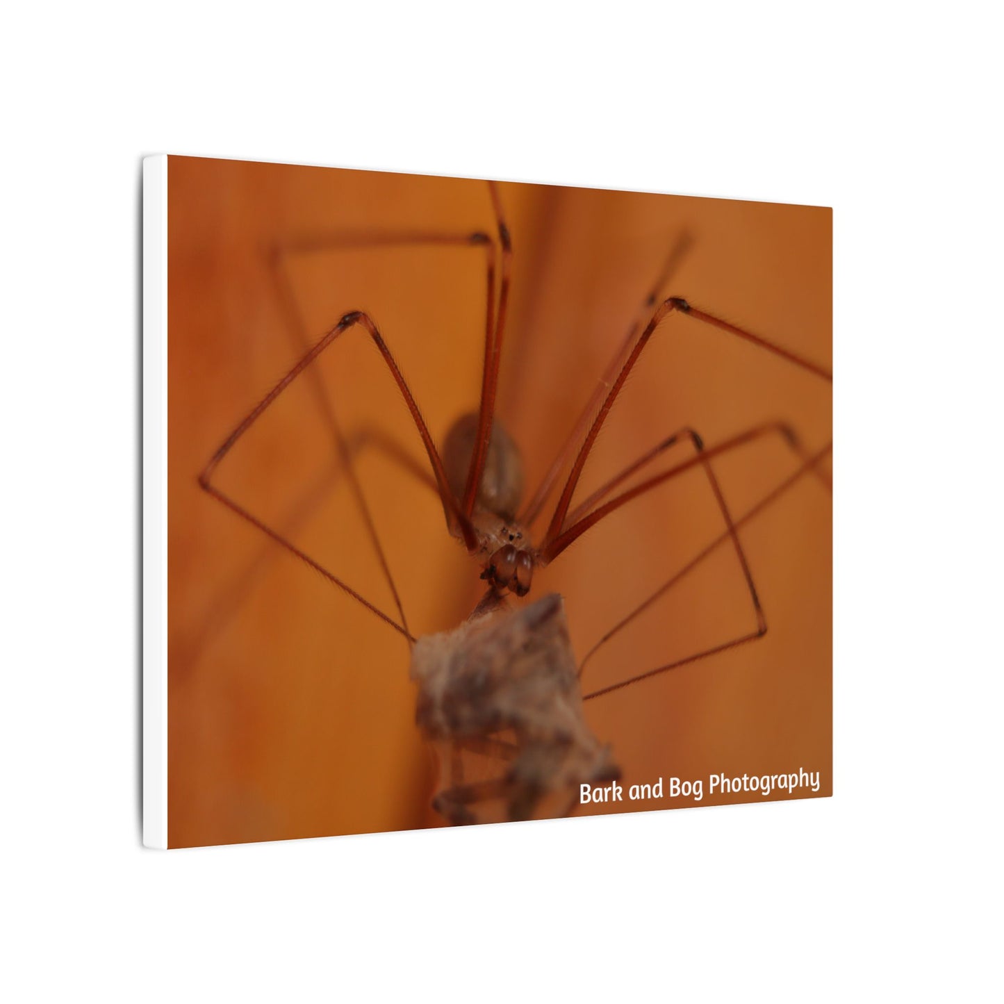 Long-Bodied Cellar Spider Macro Canvas
