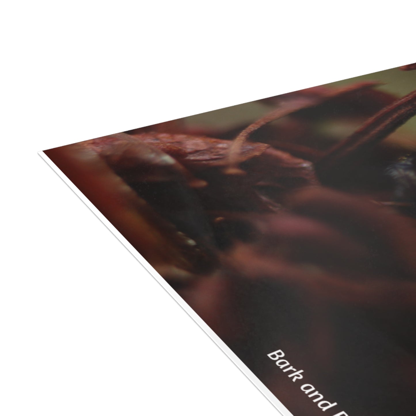 Jumping Spider Postcard Bundle | Envelopes Included