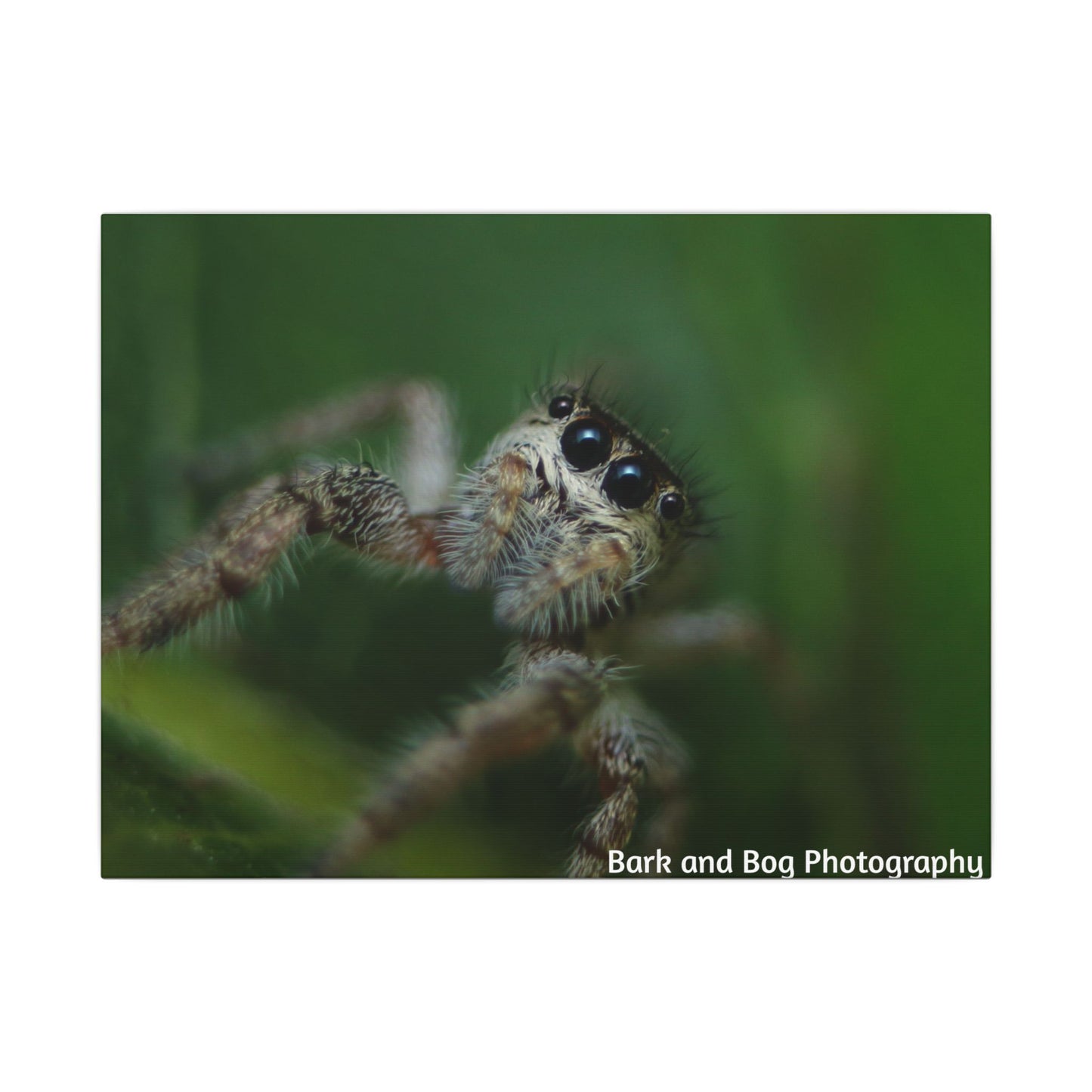 Nature-Inspired Spider Canvas Art, Unique Wall Decor, Home Aesthetic, Bug Lover's Gift, Greenery Design, Insect Wall Art, Eco-Friendly Decor
