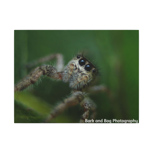 Nature-Inspired Spider Canvas Art, Unique Wall Decor, Home Aesthetic, Bug Lover's Gift, Greenery Design, Insect Wall Art, Eco-Friendly Decor