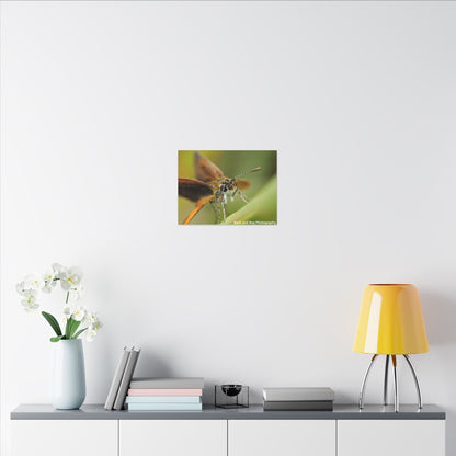 Butterfly Canvas Art, Nature Wall Decor, Insect Home Decoration, Unique Gift, Floral Room Accent