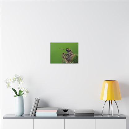 Weevil Macro Wall Art, Nature Decor for Bug Lovers, Green Background, Home Decor, Unique Gifts, Eco-Friendly Art