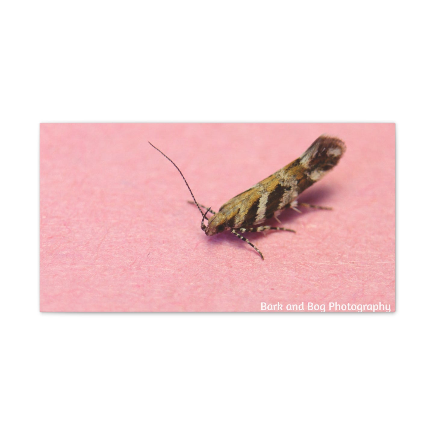 Insect Wall Art, Canvas Print, Unique Home Decor, Nature Lover Gift, Minimalist Artwork, Bug Photography