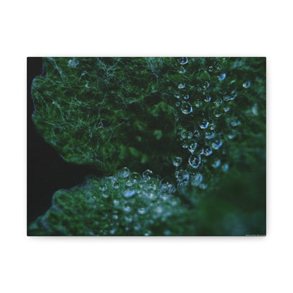 Dew-Kissed Leaf Matte Canvas Wall Art — Stretched 1.25"