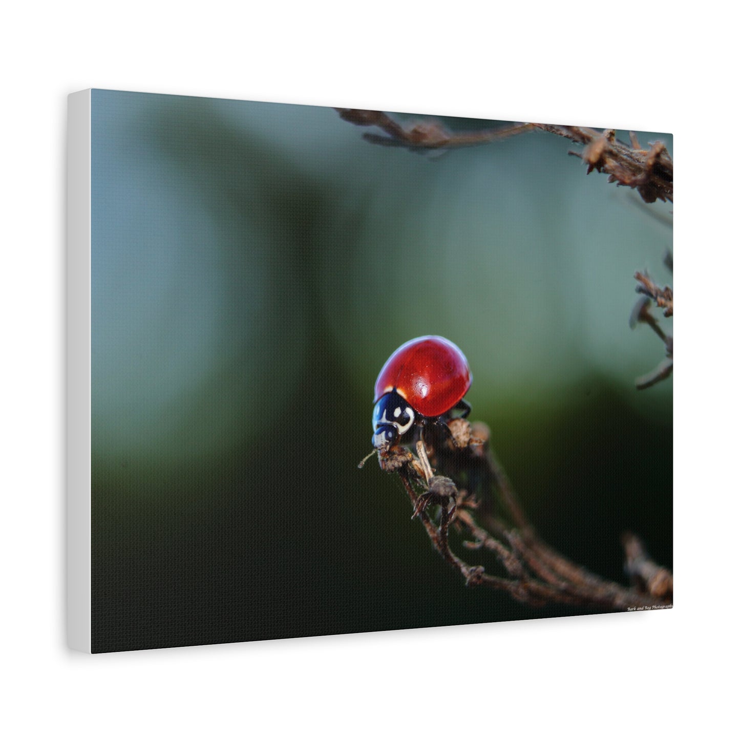 Ladybug Macro Canvas Print — Stretched Matte Wall Art