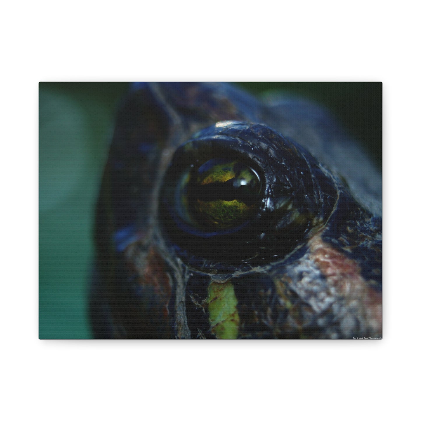 Turtle Eye Macro Matte Canvas Print — Close-Up Wall Art