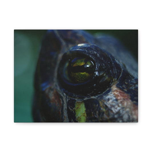 Turtle Eye Macro Matte Canvas Print — Close-Up Wall Art