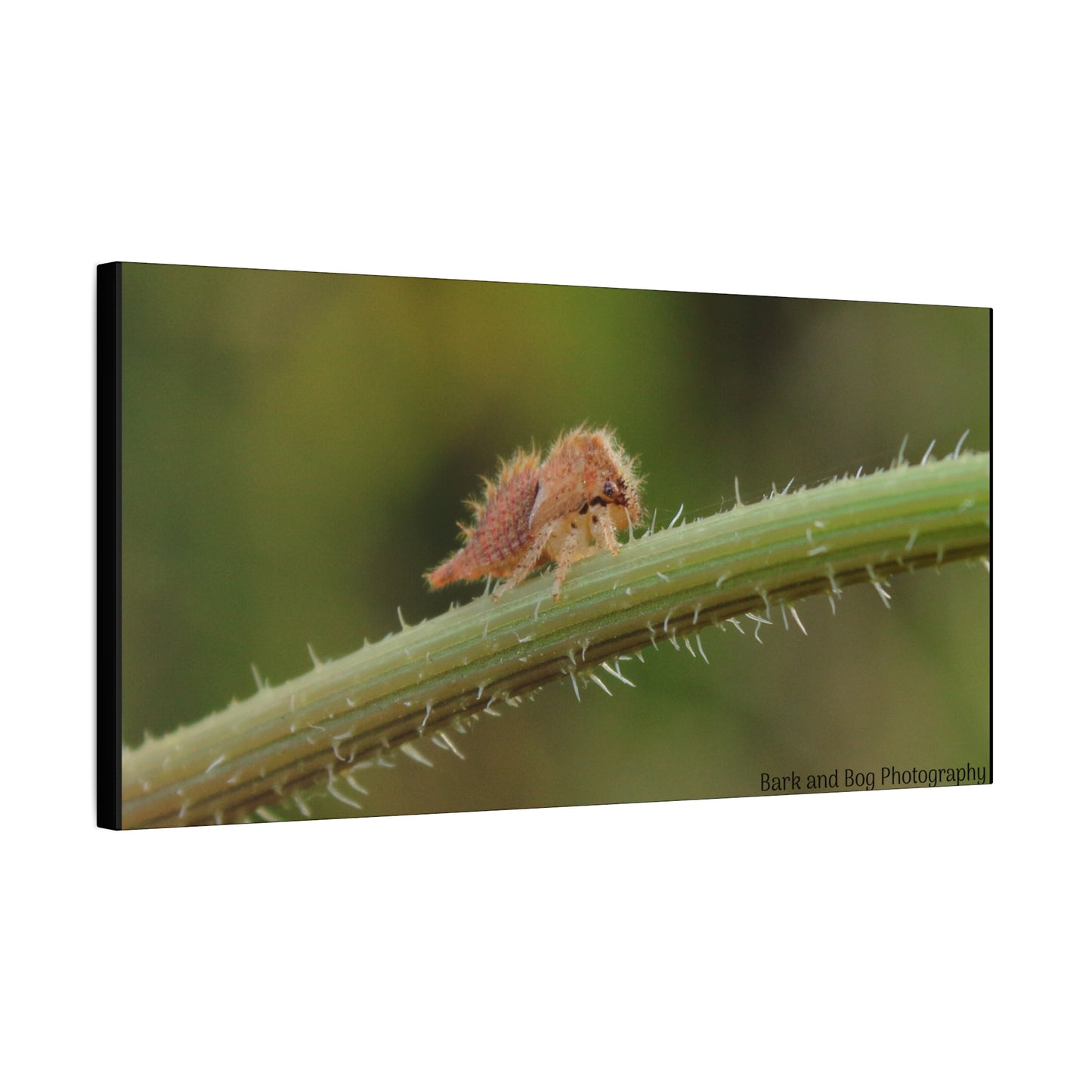 Canvas Print, Buffalo Treehopper Nymph, Matte Wall Art, Stretched Canvas, Nature Print, Wildlife Decor