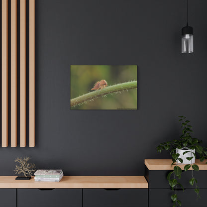 Canvas Print, Buffalo Treehopper Nymph, Matte Wall Art, Stretched Canvas, Nature Print, Wildlife Decor