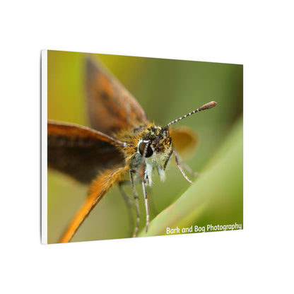 Butterfly Canvas Art, Nature Wall Decor, Insect Home Decoration, Unique Gift, Floral Room Accent